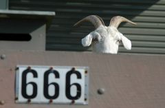 hell goat