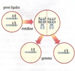 linkage ligacao