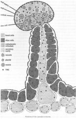 tricoma