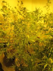 35 sativas E plantas secas