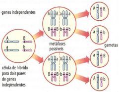 linkage ligacao genica