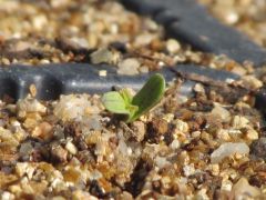 15-7-11 germinando