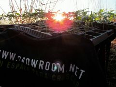 Growroom Abaixo de Zero !