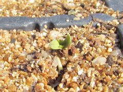 15-7-11 germinando