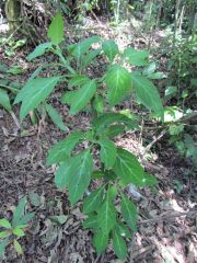 salvia divinorum