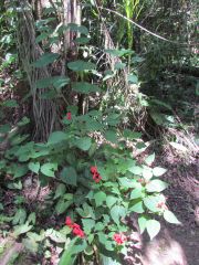 salvia splendens