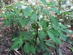 salvia divinorum