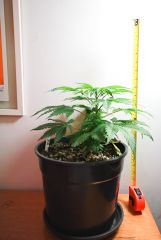 Tangerine dream 51 dias