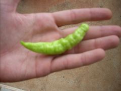 Pimenta Comari