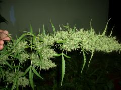 Easy Sativa Lebanese Genetics