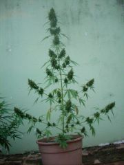 sativa libanesa automática nasc. em 9/Nov/11