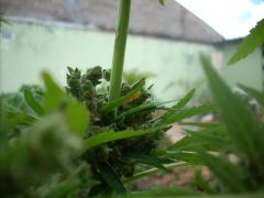 sativa libanesa automática