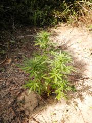 jardim bigbud (5)