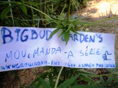 jardim bigbud (11)