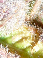 tricoma kush