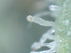 Og kush tricoma2