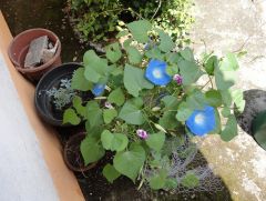 Ipomoea tricolor