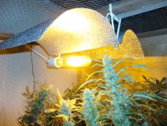 Asa de Gaivota 70x40 HPS 250w 33.200 lumens