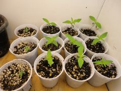 seedling de afghan