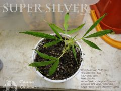 supersilver2812