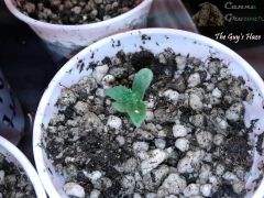 the guy's haze seedling