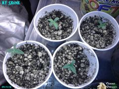 Spok grower Seeds