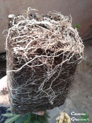 roots?