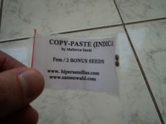 seeds2