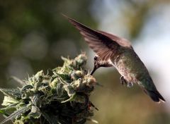 humming bird marijuana weed