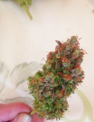 BUD blackchemg01