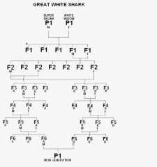 greenhouse seeds greatwhiteshark chart