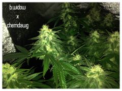 Black Widow x Chemdawg Purple - Esquerda