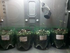 Seedlings