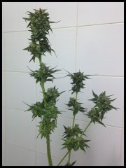 turbinator   before harvest