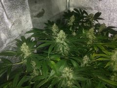 7ª Semana de flora Dia 3 CHEMDAWG