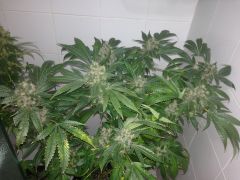 Chemdawg Purple - Dia do flush (inicio 9 semana)