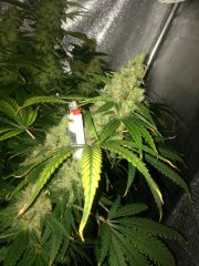 Cronic Bud Week 7 Day 6