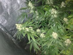 7ª Semana de flora Dia 3 CRONIC/CHEM