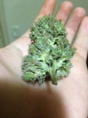 chemdawg purple quase seco