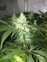 Chemdawg Bud Week 7 Day 6