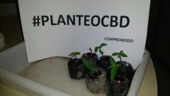 planteocbd2