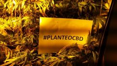 planteocbd1