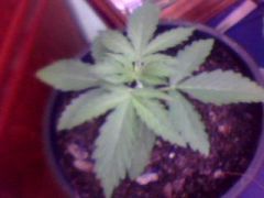 BLUEBERRY 15 DIAS