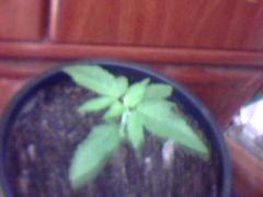 BLUE BERRY 10 DIAS