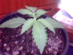 BLUE BERRY 10 DIAS