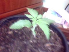 blue berry 10 dias