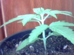 BLUEBERRY 15 DIAS