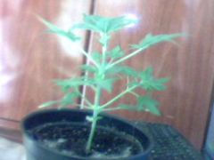 White Widow  25 Dias