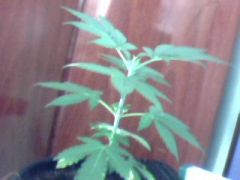 BlueBerry 1 28  Dias