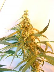 Top bud humildera!! 27/05/11